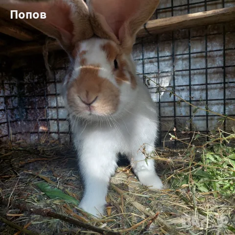 Продавам  зайци, снимка 3 - За селскостопански - 55832827