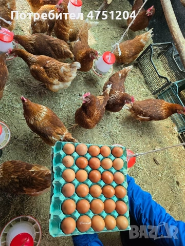 Домашни -Кокоши -яйца 