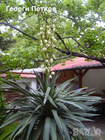 Палма Юка-студоустойчива,дворна-60-70см., снимка 9 - Градински цветя и растения - 51234539