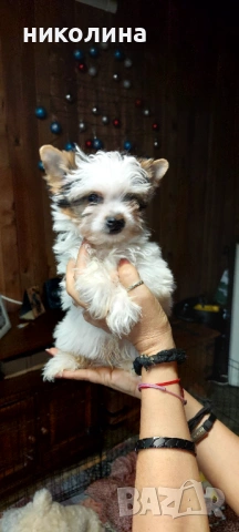 Продавам Йоркширски териер , снимка 12 - Йоркширски териер - 53016088