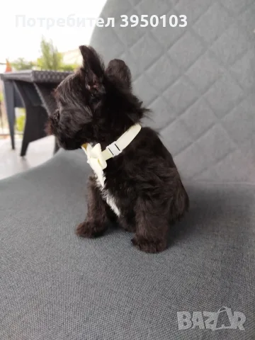 Floodle Frenchie момченце , снимка 5 - Френски булдог - 56473272