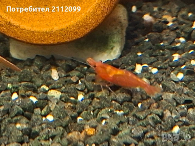 Чери скариди ., снимка 2 - Рибки - 53903247