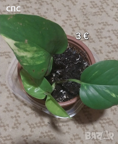 Стайни растения/висящи, снимка 2 - Стайни растения - 54153334