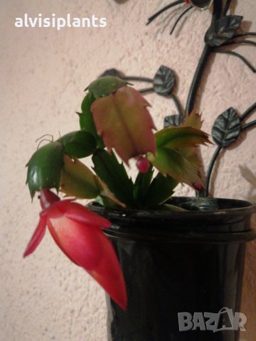 Коледниче, шлумбергера, с розови цветове , снимка 4 - Стайни растения - 38736681