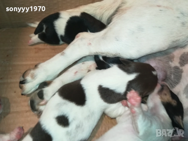 ДЖАК РЪСЕЛ БЕБЕТА-УНИКАЛНИ СЛАДУРИ 250ЛВ ЗА ЕДНО 0109250837 , снимка 6 - Джак ръсел териер - 51558664