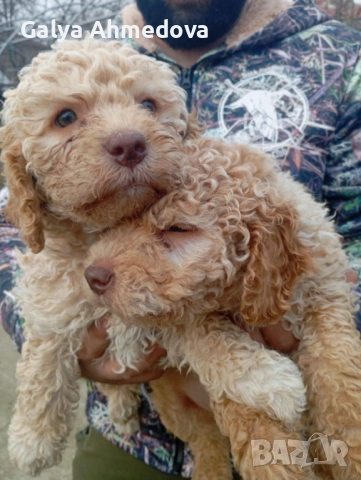 Здравейте продавам чисто кръвни кученца с поставена първа ваксина , снимка 3 - Други - 53210485