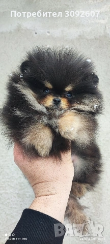 Померанче момче, снимка 6 - Померан - 53193377