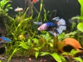 Мъжка рибка бета, снимка 1