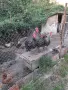 Мъжки Пуяци на 4 месеца, снимка 3