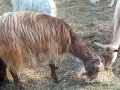 свободни 6 кози + 2 ярета , снимка 9