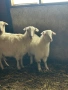 Продавам коза и яре, снимка 2