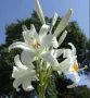 Бял крем-лилиум, снимка 2