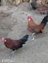 Продавам декоративни кокошки , снимка 2
