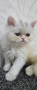Персийско котенце, снимка 2