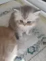 Персийски принц на символична цена, снимка 3