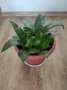 Сансевиерия,,Ханни''-1 бр -10 лв., снимка 1