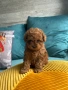 Пудел той / мини пудел, снимка 4