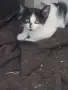 Котета подарявам!!!, снимка 12