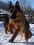 Елитни немски овчарки, снимка 4