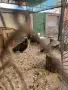 Двойка индийски пауни Dvoika indiiski pauni, снимка 4