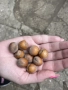 Продавам лешници с черупка , снимка 4
