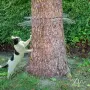 Шипове против котки за градински дървета, снимка 2