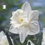 Луковици на Нарцис, снимка 5