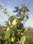 Продавам български дюли            , снимка 4