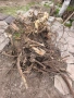 Корен от салкъм , снимка 2