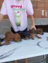 продавам пинчери, снимка 7