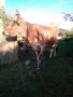 крава , снимка 1 - Крави - 42595818