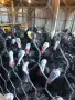 Продавам домашно отглеждани пуйки , снимка 3