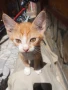 ПОДАРЯВАМ КОТЕНЦА, снимка 2