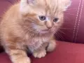 Шотландки котки, снимка 2