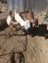 Продавам млада млечна коза., снимка 2