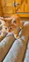 Продавам сибирски котенца , снимка 1