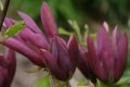 Magnolia Black Beauty - Черна красавица, снимка 5