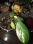 Philodendron Florida Beauty , снимка 1