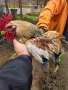 продавам петли и кокошки, снимка 8