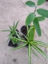 Продавам комплект стайни растения , снимка 2