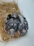 Свещена говореща мейна, снимка 5
