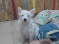 Уест териер-уестхайлендуаит териер/ женско/-10 месеца, снимка 2