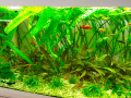 Продавам аквариумни растения , снимка 1 - Други - 44796957