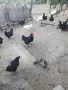Петел черен австрилоп., снимка 4