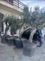 Продуктивни маслинови дървета olea europaea, снимка 2