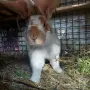 Продавам  зайци, снимка 3