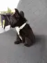 Floodle Frenchie момченце , снимка 5