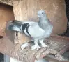 Гълъби  мардини, снимка 6