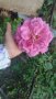 Резници едра тъмно розова роза 🎉, снимка 1 - Градински цветя и растения - 36990572