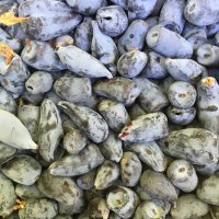 Боровинка майска - Блу велвет, снимка 7 - Градински цветя и растения - 30547155